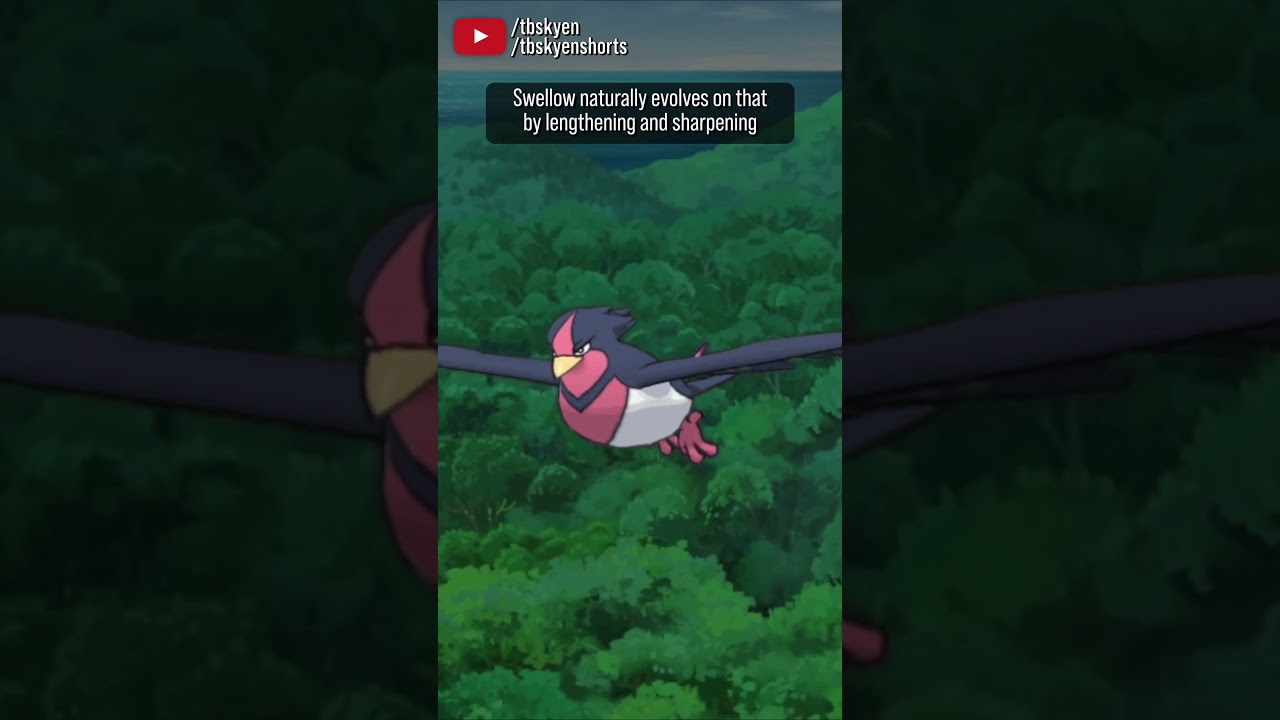 Taillow is an extremely believable bird, and cute || Pokémon Review