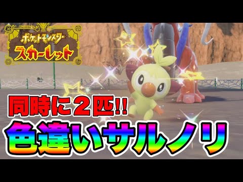 超奇跡!!　サルノリの色違いを同時に2匹出して発狂する男　【ポケモンSV】