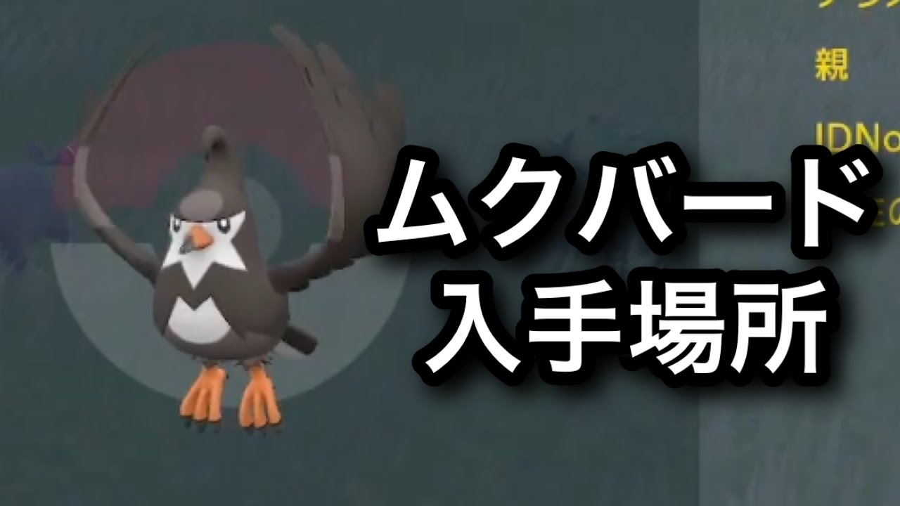 【SV】ムクバード入手場所