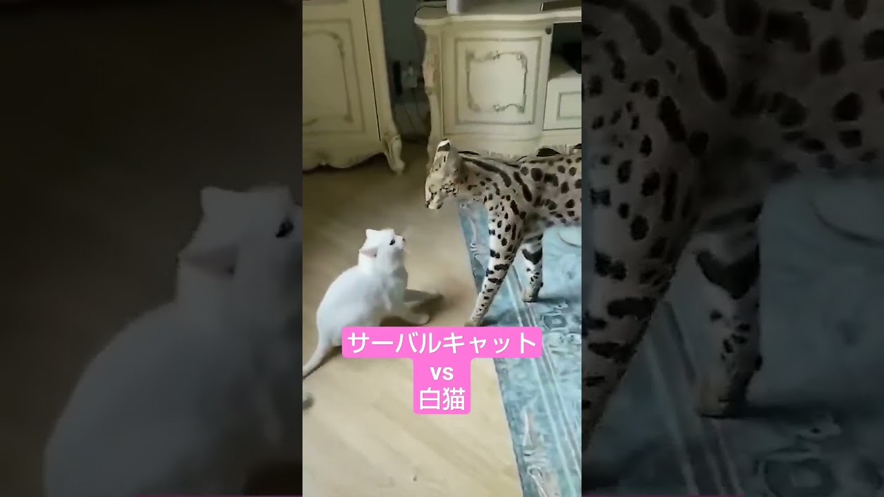 サーバルキャット　白猫　ネコ　メスガキ　ニャース　大谷育江