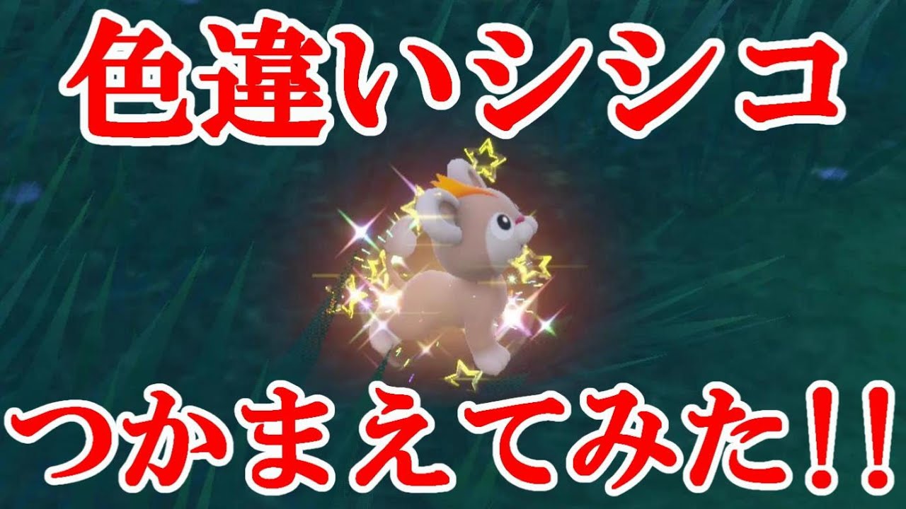 【ポケモンSV】色違いシシコつかまえてみた！！