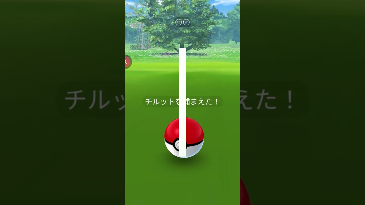 ＃shorts◇野生のチルット 【わたどりポケモン】＃369