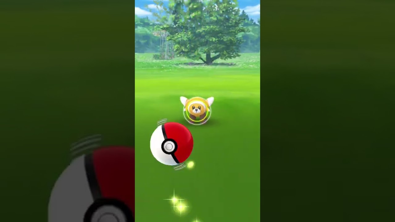 最近で最後のヌイコグマの色違い