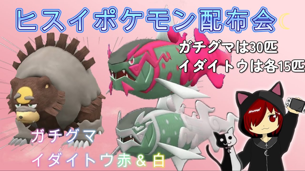 [ポケモンSV] ヒスイポケモン配布会☆今回はガチグマ(30匹)・イダイトウ赤と白(各15匹)(時間があれば今までに配布していたヒスイポケモンも配布します！)のんびり実況°˖✧