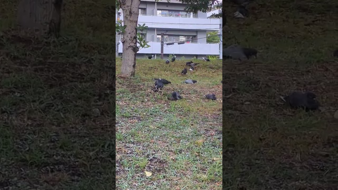 鳩パラ。(Pigeon Paradiso)