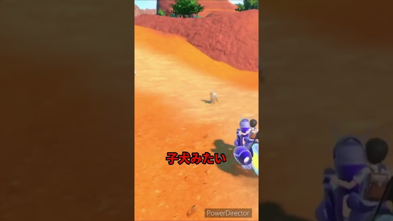 【ポケモンバイオレット】走って逃げるガーディが子犬みたいでかわいい　#ポケモンバイオレット #ゲームリハビリ