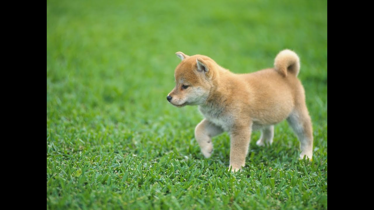 【雀魂】・・金の間で３戦せよ！・・【2023/8/20朝の部】
