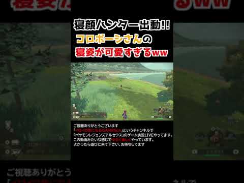 コロボーシさんの「寝姿」が可愛すぎるww【Pokémon LEGENDS アルセウス】【寝顔ハンター】