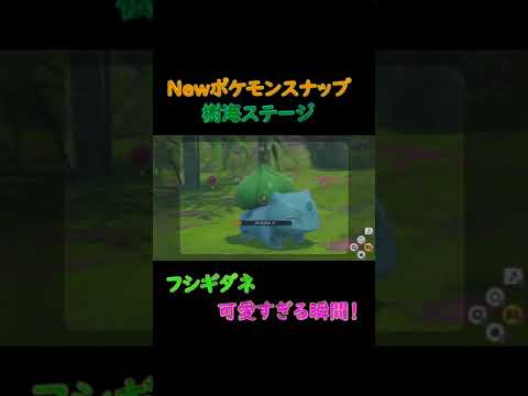 フシギダネがめちゃくちゃかわいい！#shorts