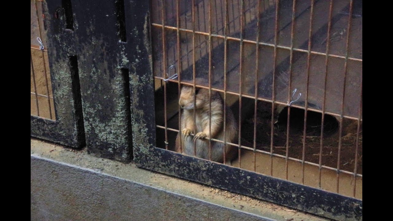 ポケモンユナイト　穏やかに、平和に、うにて　ポケモンユナイト　参加型