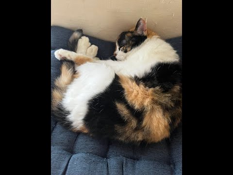 武器統一杯でるぞ！！メンバー概要欄【Splatoon3】