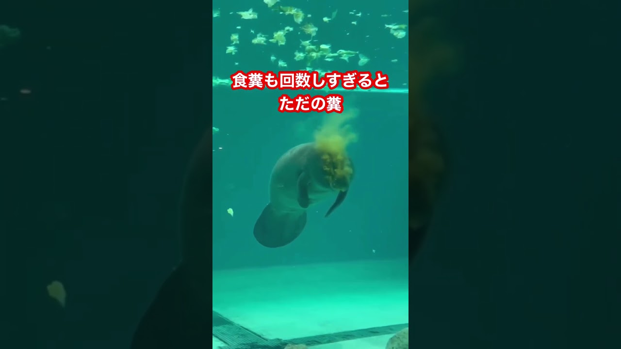マナティとジュゴンの違い分かれば　キッズにモテるぞ　#ジュゴン　#マナティ　#海牛目　#哺乳類　#動物　#雑学
