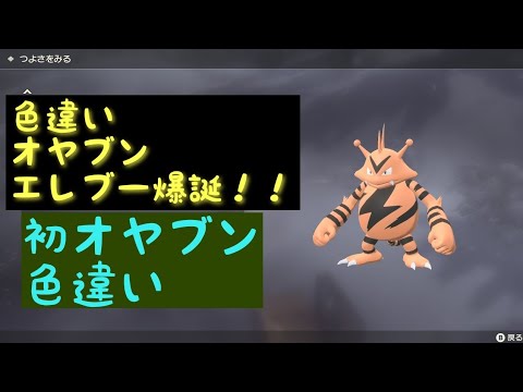 〔#ポケモンレジェンズアルセウス〕オヤブン色違いエレブーきました！