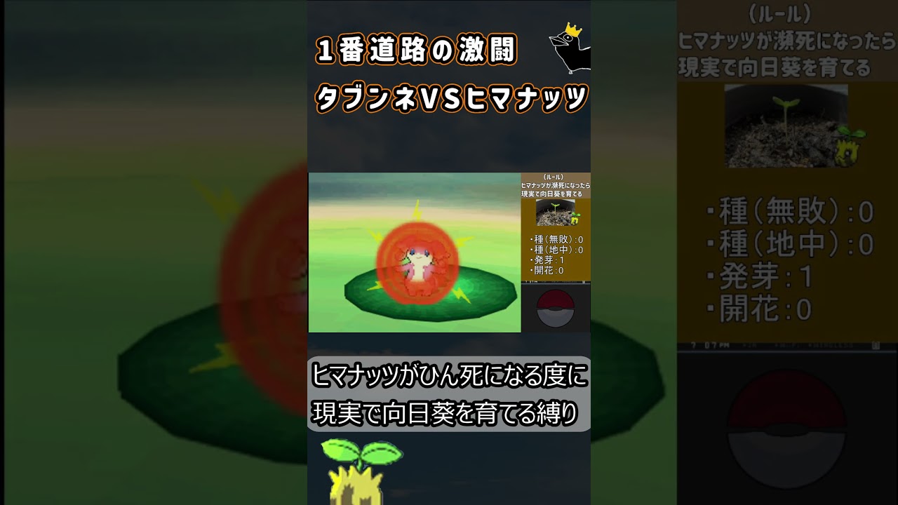 タブンネVSヒマナッツ「1番道路の激闘」#Shorts #pokemon