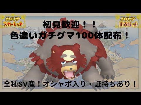 【ポケモンSV】色違いガチグマ100体配布！！オシャボ入り・証持ち有り！