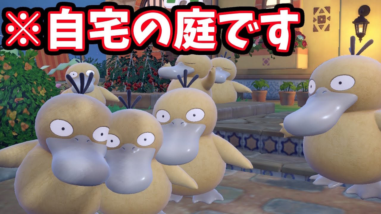 コダックたくさん誘拐しました