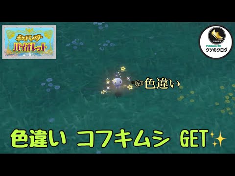 【ポケモンSV】Shiny Scatterbug GET✨ Scatterbug → Spewpa → Vivillon Evolve 🔥