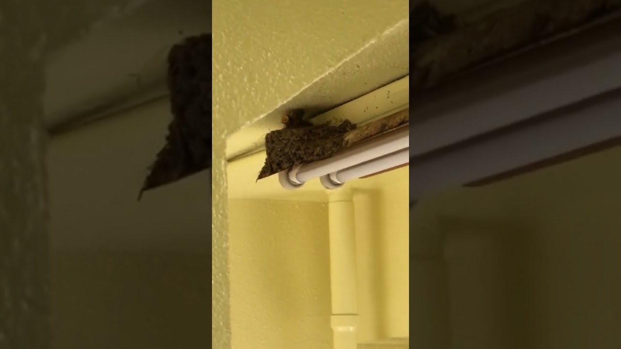 【可愛い】スバメのヒナ、口笛に反応する動画 #shorts