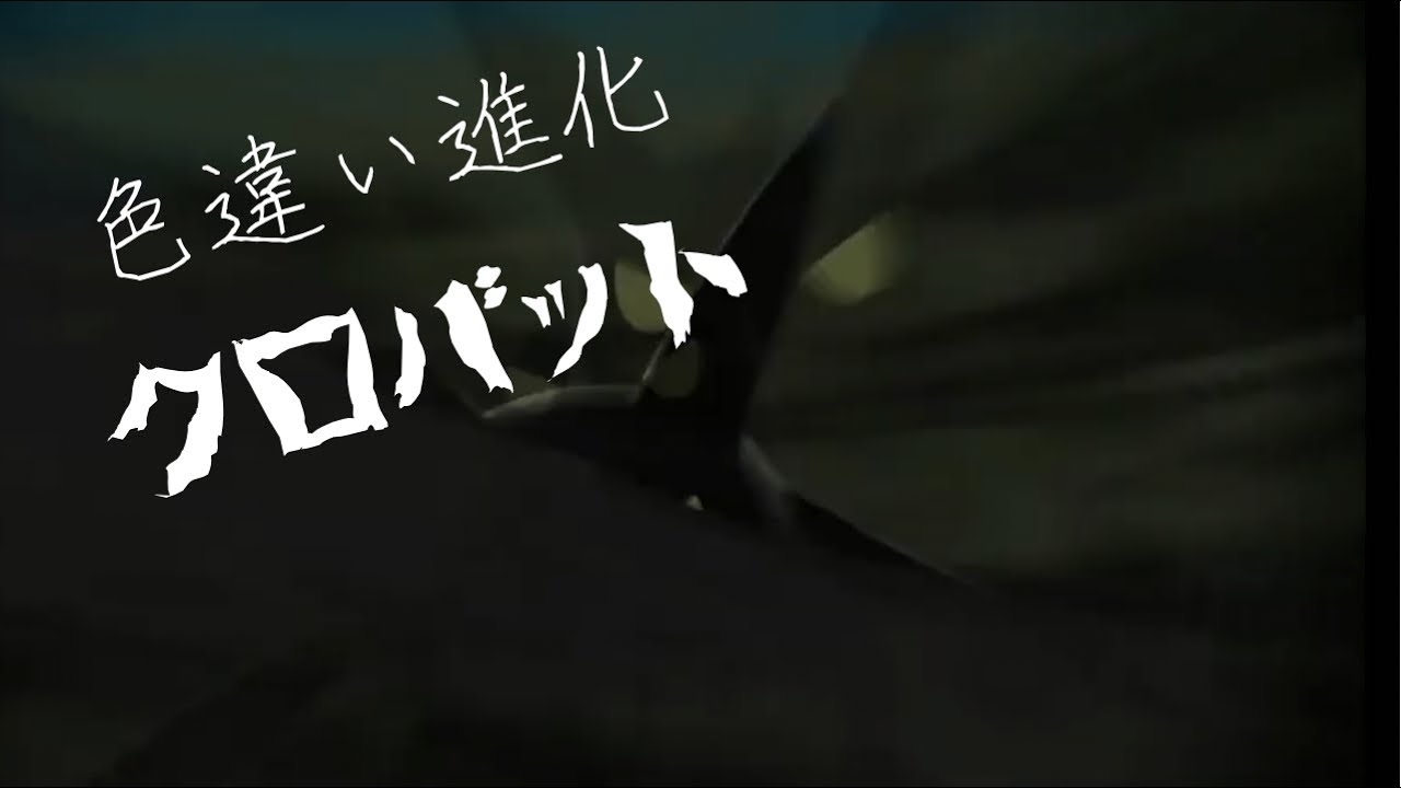 【ポケモンアルセウス】色違いズバット・ゴルバット・クロバット進化