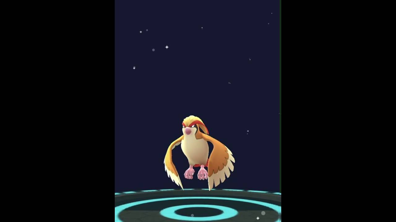 【ポケモンGO】進化！！！！（ピジョン→ピジョット）わざ構成いいねぇ〜〜〜〜！！
