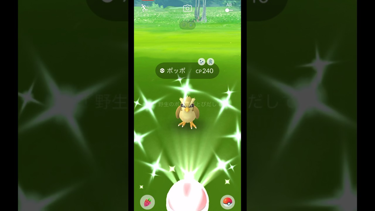 ポッポ久しぶり！色違いでたのでポッポ→ピジョン→ピジョットの進化ラインをお披露目するよ！【ポケモンGO】