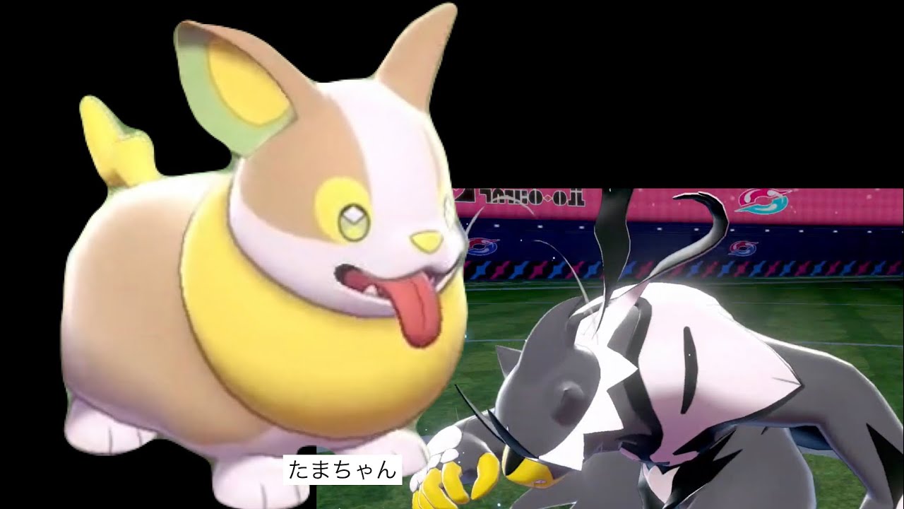 【たまちゃん】イヌヌワン！ウーラオス対策にはワンパチ？！【ポケモン剣盾】【切り抜き】