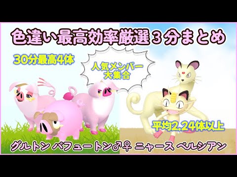 色違いグルトン系＆ニャース系最高効率厳選３分動画 30最高４体 平均2.24体以上#ポケモンsv #最高効率 #色違い #グルトン #パフュートン #ニャース #ペルシアン #オス #メス