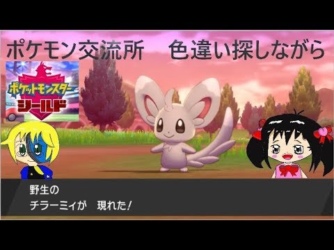 #16【ポケモン交流場所】色違いチラーミィ探しながら。情報交換・対戦・交換・レイドなど、どうぞ！【ポケットモンスターシールド】