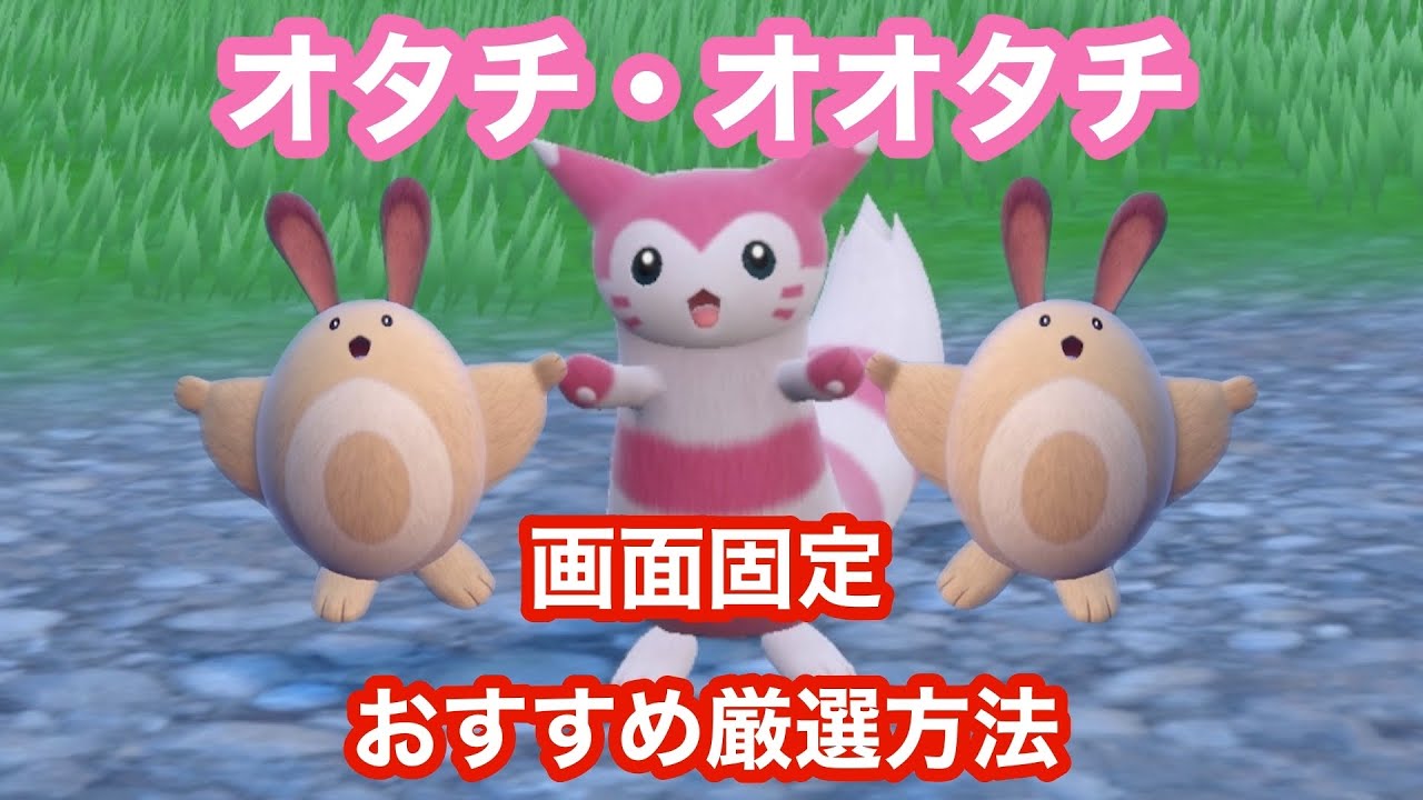 【画面固定】オタチ・オオタチの色違いを大量発生なしで厳選できるとっておきの場所【ポケモンSV】【碧の仮面】