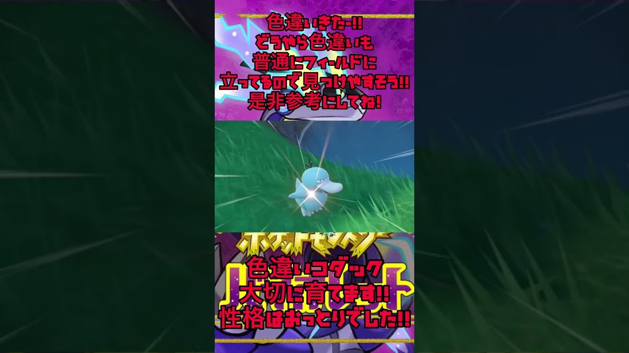 【色違いコダック】色違いポケモンきたぞー！普通にフィールド歩いてて驚きと嬉しさのダブルパンチ！？【ポケモンSV】