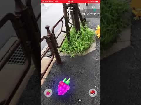 ポケモンGO  野生のアチャモ