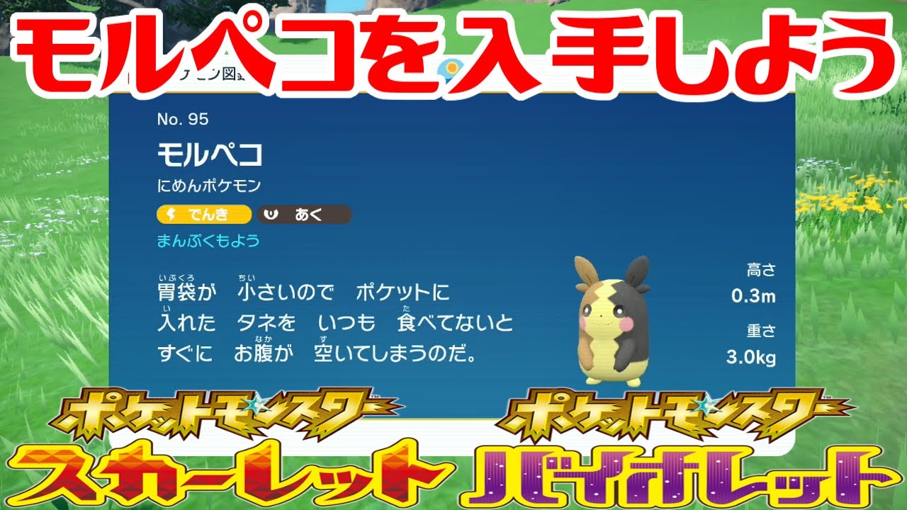 【ポケモンSV】モルペコを入手しよう【ポケットモンスター スカーレット・バイオレット ゼロの秘宝 碧の仮面】Pocket Monsters