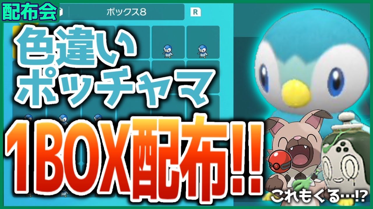 色違い♀ポッチャマ１BOX配布会！！色違いタカイモノチャデス＆プレシャスイワンコも来た！！概要欄必読！！ 【ポケモンSV DLC 碧の仮面】