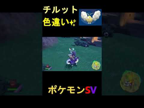 チルットの色違いGET！#shorts #ポケモンsv #色違い