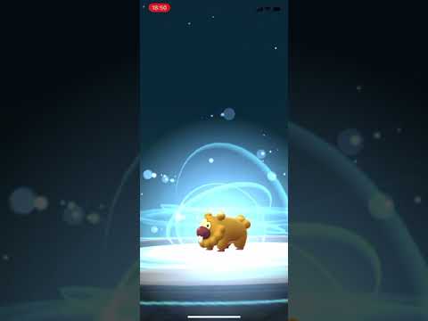 色違いビッパ進化！/SHINY BIDOOF EVOLUTION！！　#shorts