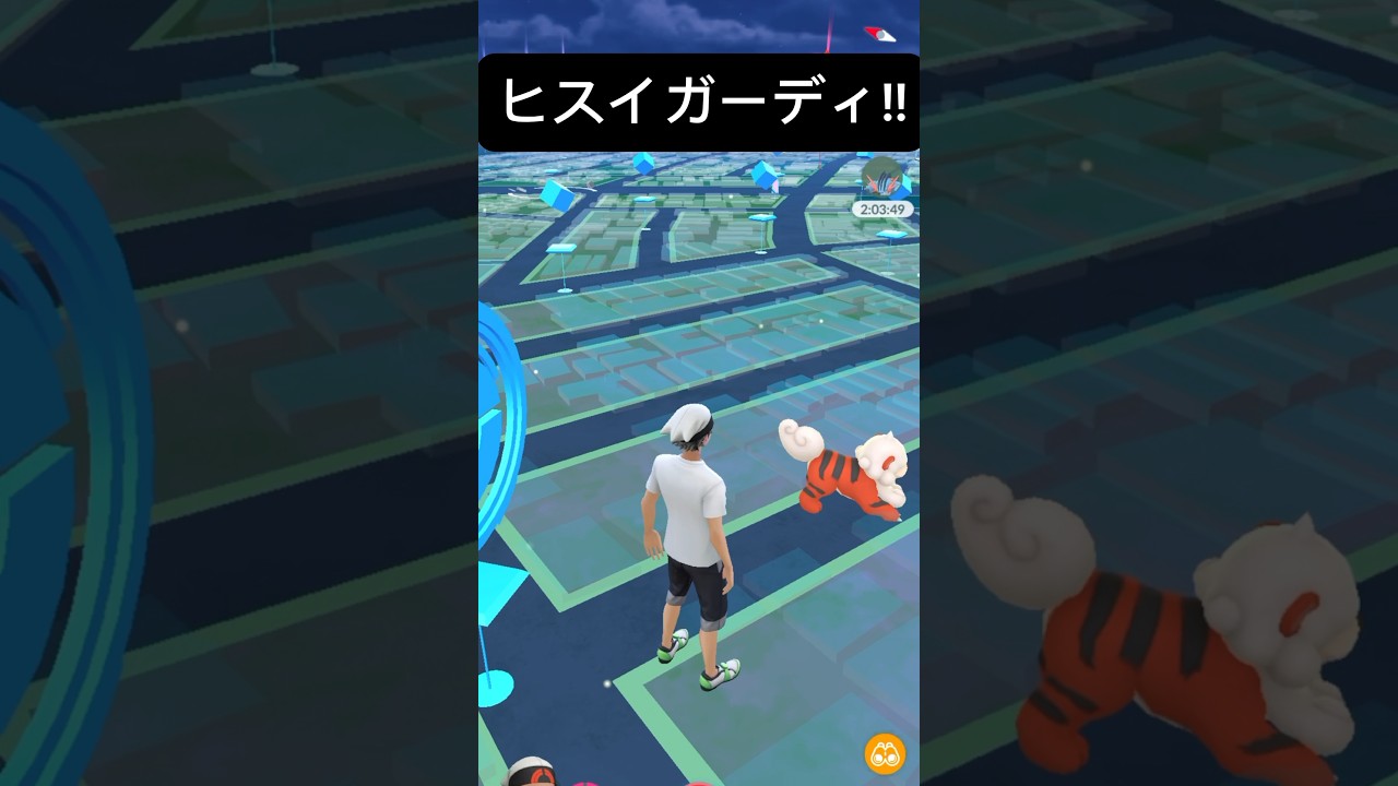 【ポケモンGO】ヒスイガーディが現れた!!【✨Hisuian Growlithe Pokémon GO X Pokemon Card Artwalk✨】