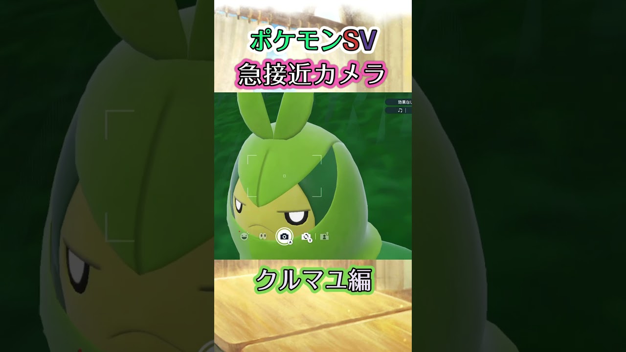 【ポケモンSV】クルマユがﾁﾗﾁﾗこちらを見てくるだけの動画 #ポケモン #ポケモンsv #クルマユ #shorts