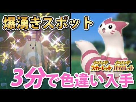 【ポケモンSV】今すぐ手に入る！色違いオタチ・オオタチを爆速ゲットする厳選方法！