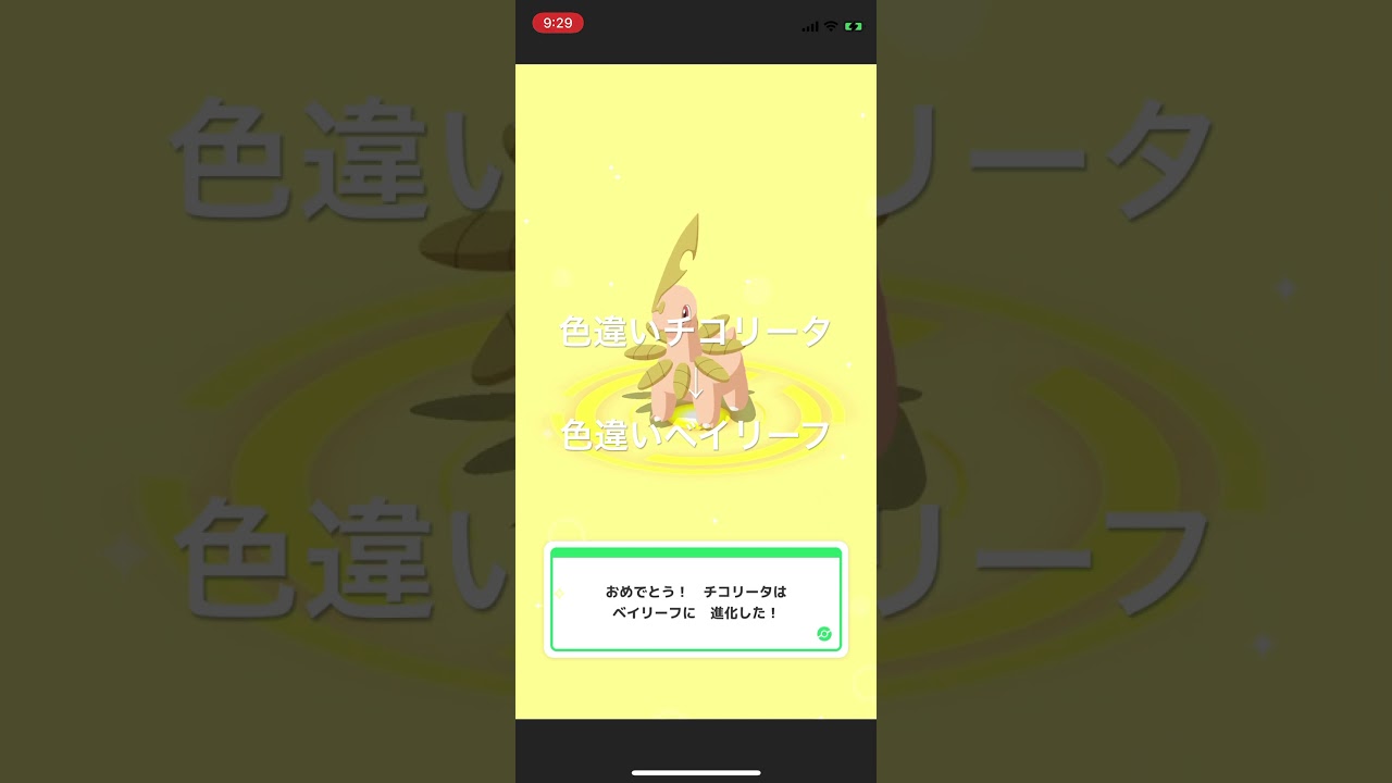 ポケモンスリープ　色違いチコリータを色違いベイリーフへ進化！ #pokémon #ポケットモンスター