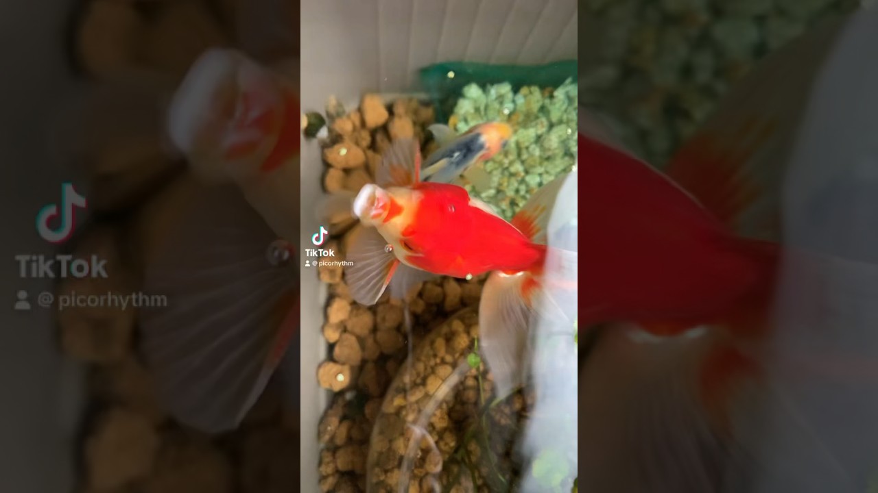 ポケモンエフェクトで金魚をトサキントにしたらメカメカしくなった！ #ポケモン #金魚 #トサキント #tiktokvideo