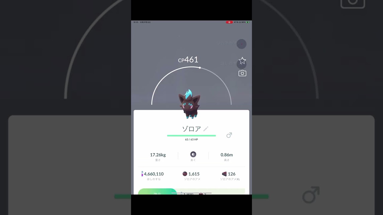 【超レア】、、い、色違いゾロアが現れたっ。#ポケモンGO#shorts