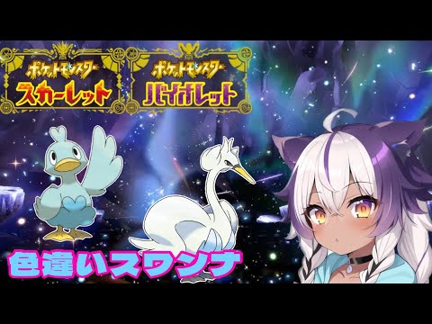 【ポケモンSV】色違いコアルヒー → スワンナ【ポケットモンスタースカーレットバイオレット】