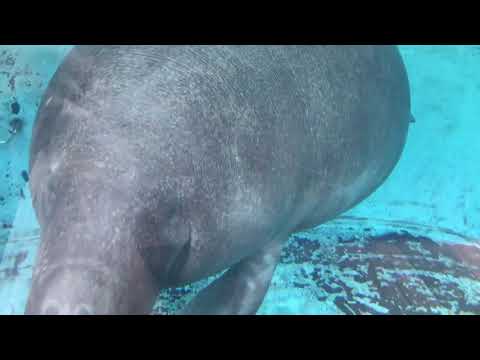 ジュゴンがガラスにぶつかるだけの動画