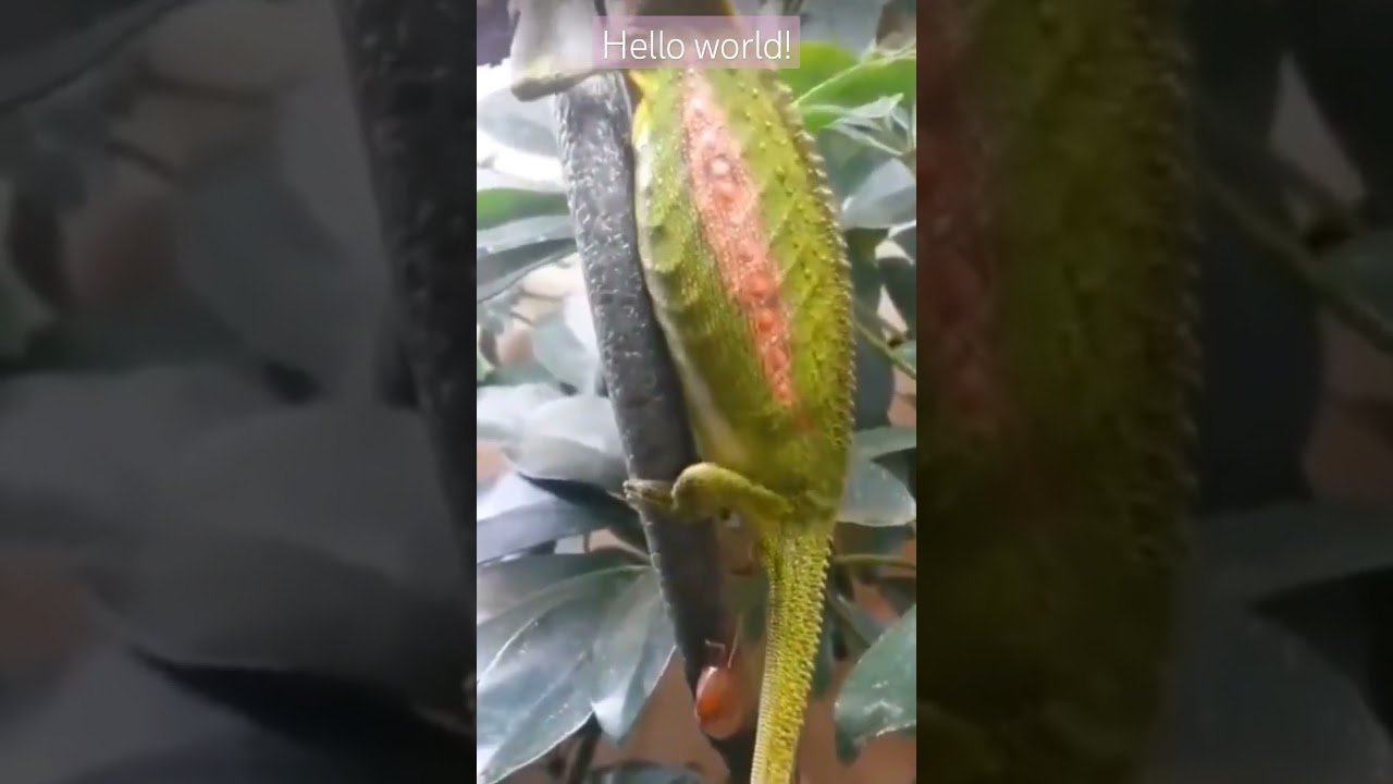 chameleon melahirkan #peliharaanrumah