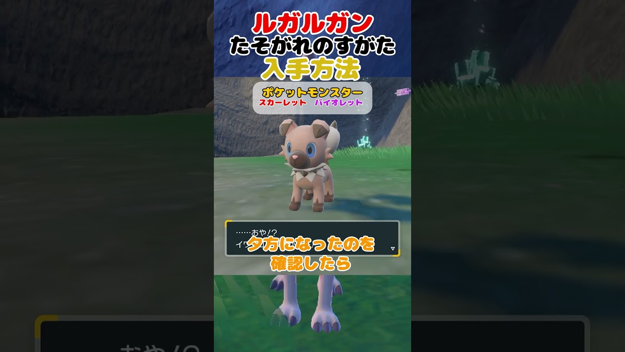ルガルガン たそがれのすがた入手方法 出現場所【ポケモンSV】【スカーレットバイオレット】 #ポケットモンスタースカーレットバイオレット  #ポケモンsv イワンコ マイペース #shortvideo