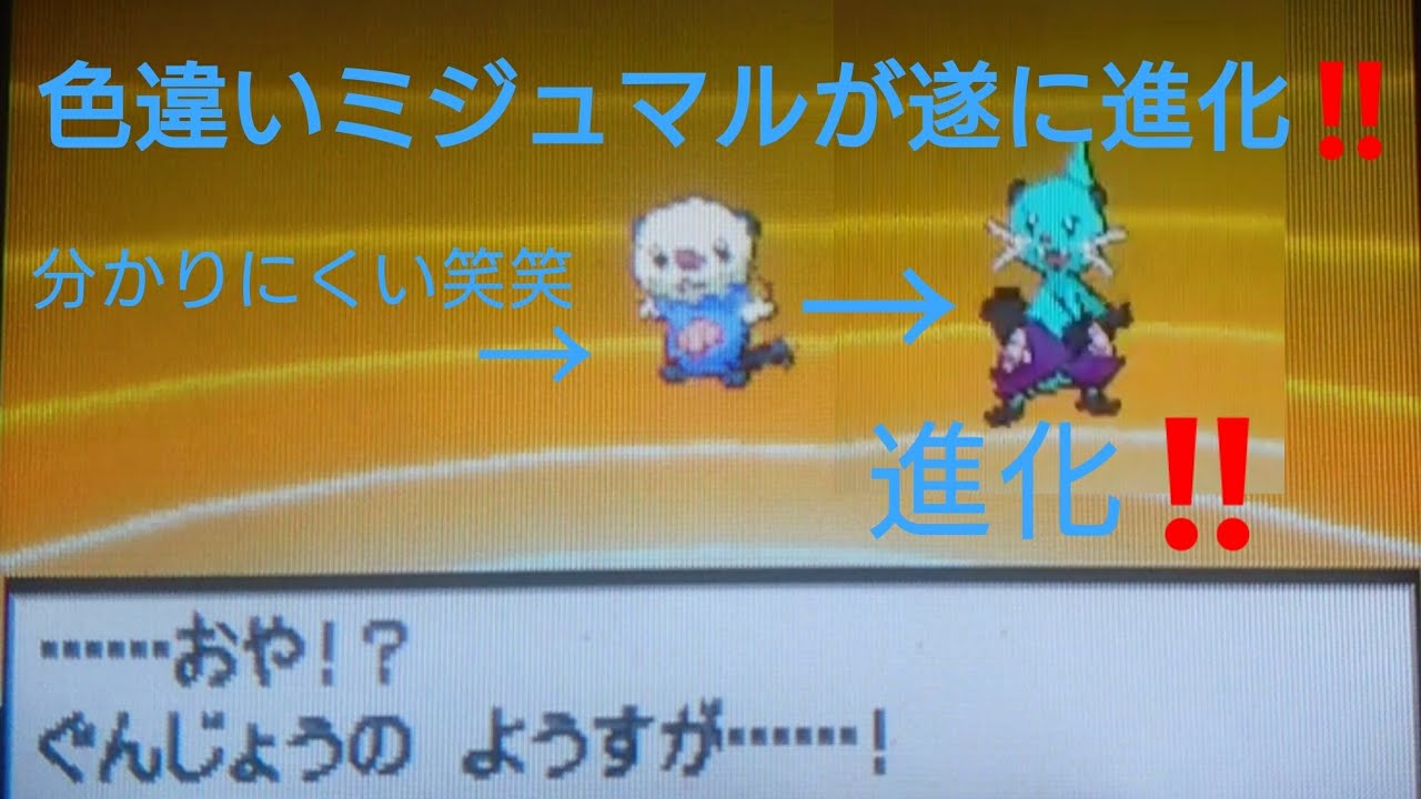 【ポケモンBW色違い縛り】色違いミジュマルがフタチマルに進化