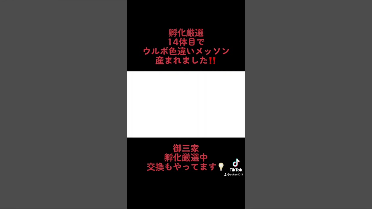 ポケモンsv メッソン14体目で色違い産まれました‼︎