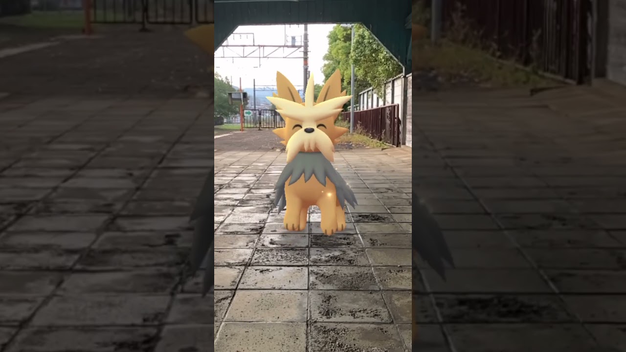 ヨーテリー｜Lillipup｜ハーデリア｜Herdier｜ムーランド｜Stoutland｜ShinyPokémon【ポケモンGO】PoKeMoN GO AR｜AR動画｜深日港｜南海電鉄