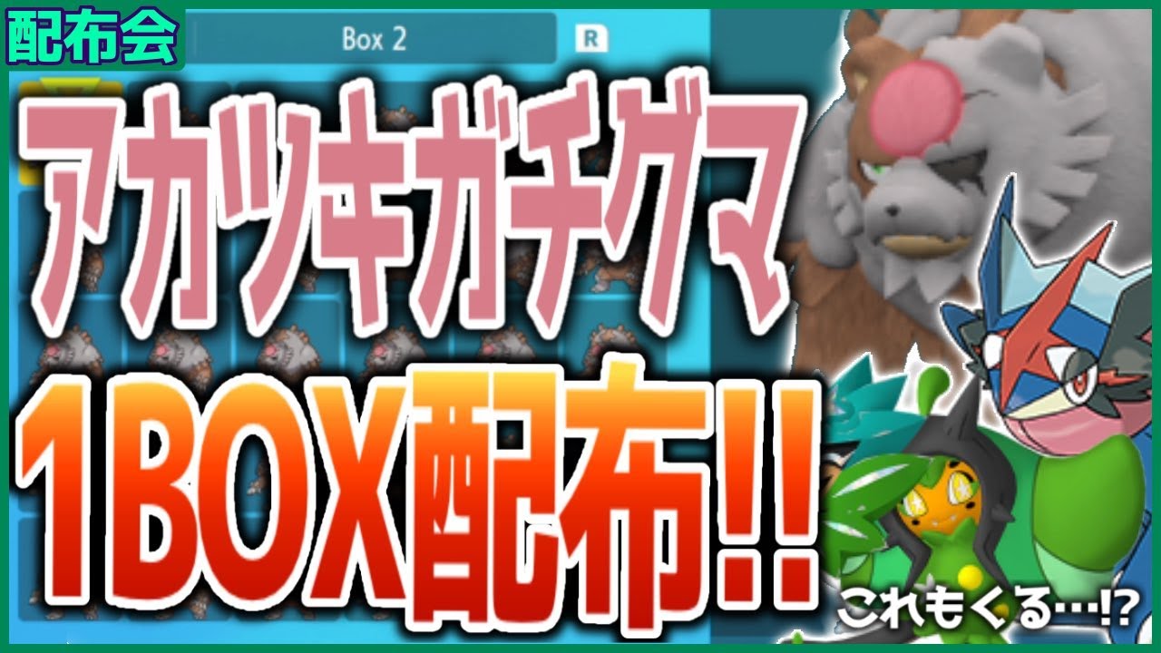ついにきた！アカツキガチグマ１BOX配布会！！サトシゲッコウガ・オーガポンもきた！概要欄必読！！ 【ポケモンSV スカーレット バイオレット】