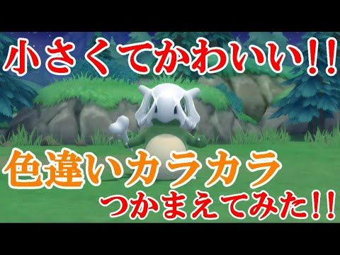 【ダイパリメイク】小さくてかわいい！！色違いカラカラつかまえてみた！！